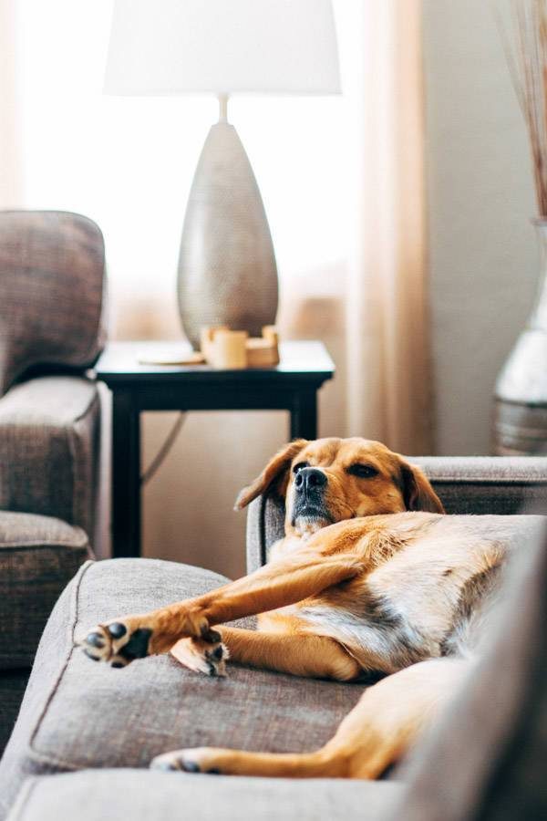 Dog yawning on a bed.